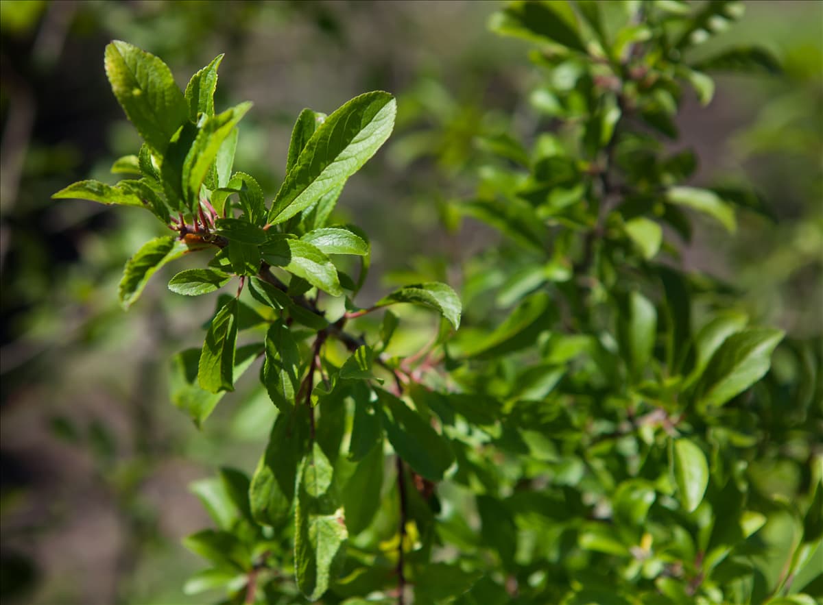 Prunus spinosa