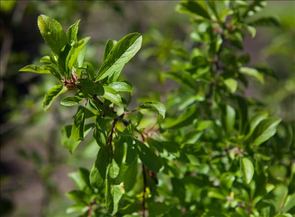 Prunus spinosa