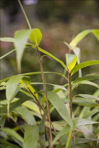 Pseudosasa japonica