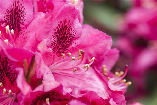 Rhododendron 'Hachmann´s Feuerschein'®