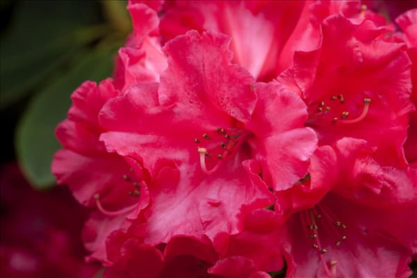 Rhododendron 'Hachmann´s Feuerschein'®