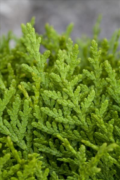 Platycladus orientalis 'Aurea Nana'