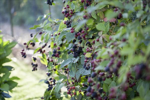 Rubus fruticosus