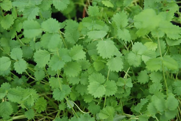 Sanguisorba minor