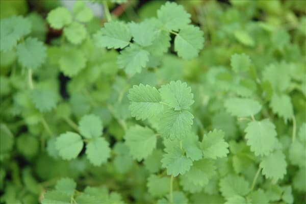 Sanguisorba minor