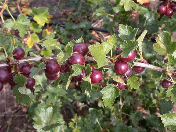 Ribes x nidigrolaria