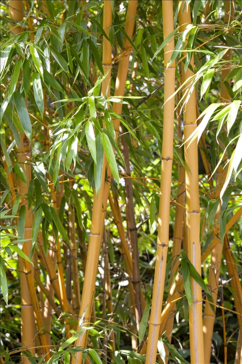 Fargesia murielae