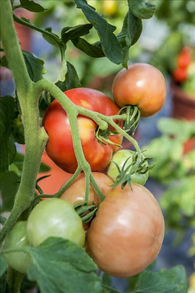 Solanum lycopersicum 'Berner Rose'