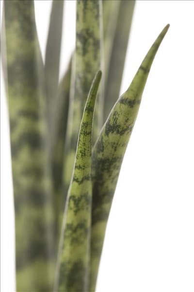 Sansevieria cylindrica