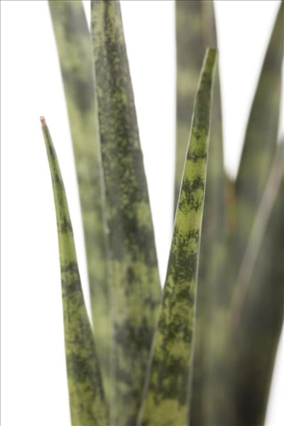 Sansevieria cylindrica