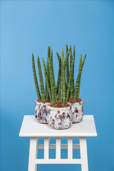 Sansevieria cylindrica