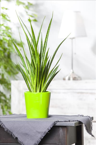 Sansevieria cylindrica
