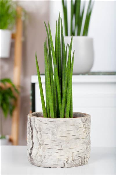 Sansevieria cylindrica