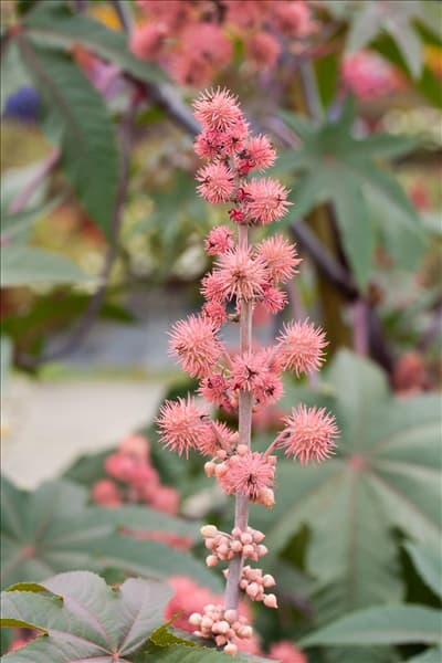 Ricinus