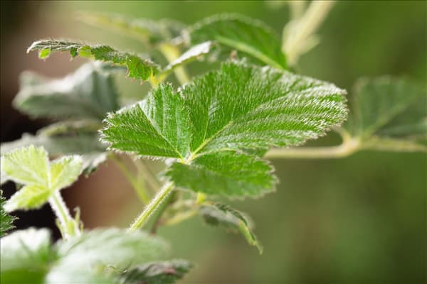 Rubus fruticosus 'Loch Ness'(s)