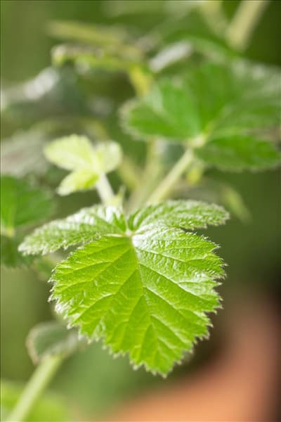 Rubus fruticosus 'Loch Ness'(s)
