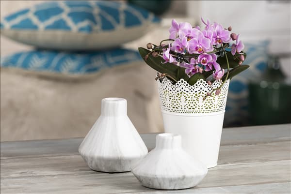 Phalaenopsis, rosa