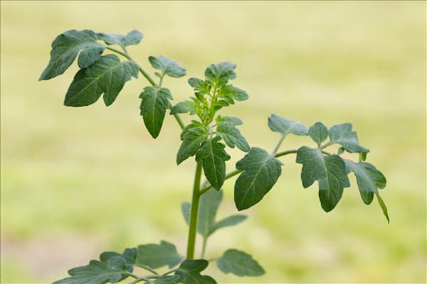 Solanum lycopersicum