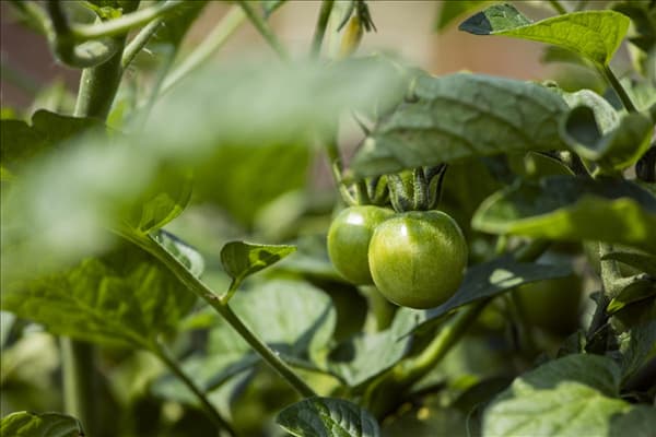 Solanum lycopersicum 'Cocktailtomate'