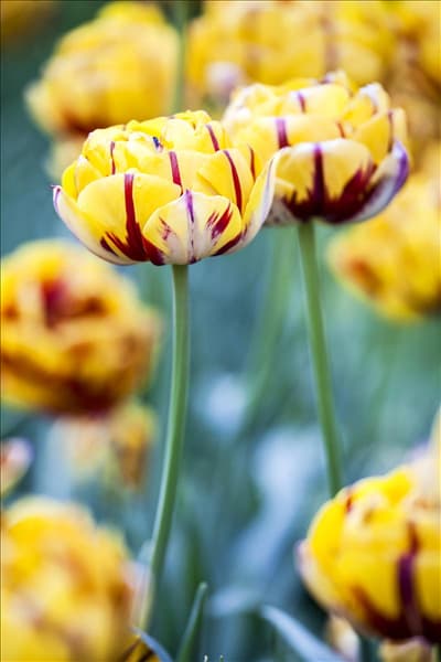 Tulipa 'Golden Nizza'