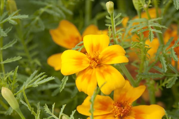 Tagetes tenuifolia 'Gnom'