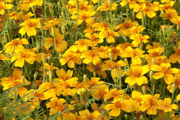 Tagetes tenuifolia 'Gnom'