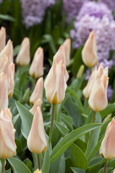 Tulipa greigii 'Für Elise'