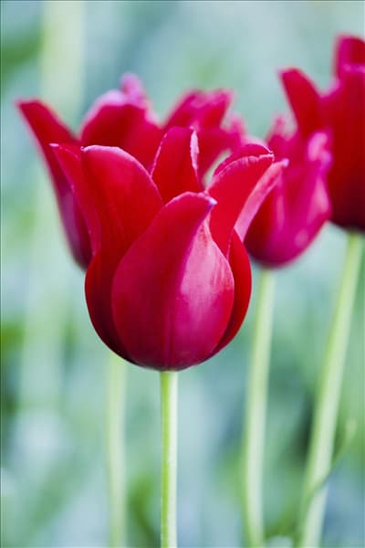 Tulipa greigii 'Red Riding Hood'
