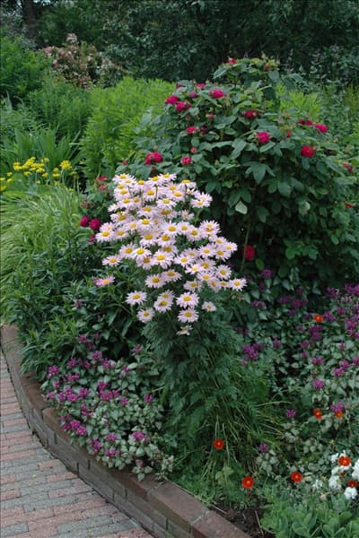 Tanacetum coccineum