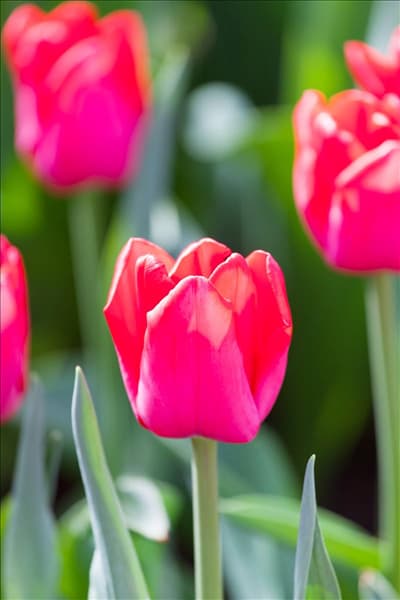 Tulipa 'Ile de France'
