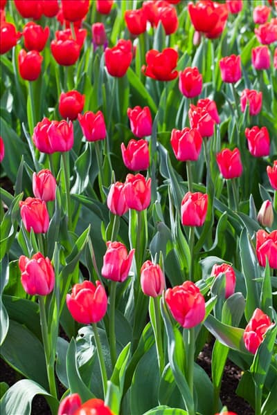 Tulipa 'Ile de France'