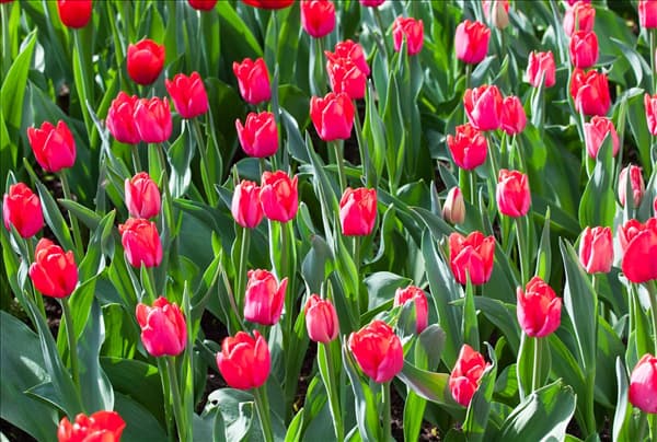 Tulipa 'Ile de France'