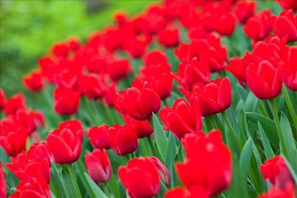 Tulipa 'Ile de France'