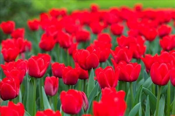 Tulipa 'Ile de France'