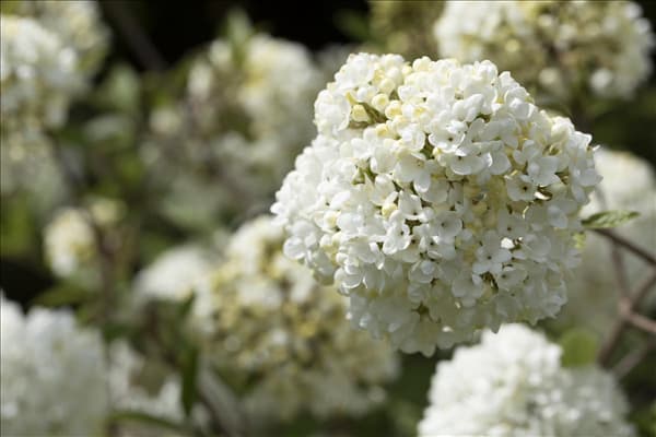 Viburnum 'Eskimo'