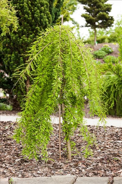 Taxodium distichum 'Cascade Falls'®
