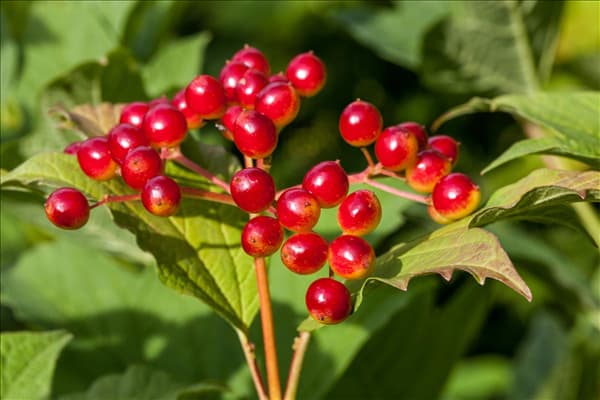 Viburnum opulus
