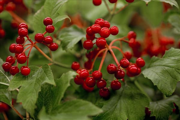 Viburnum opulus 'Compactum'