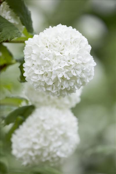 Viburnum opulus 'Roseum'