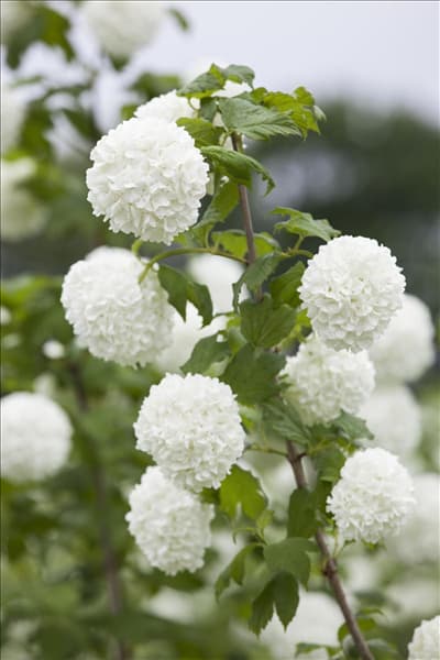 Viburnum opulus 'Roseum'