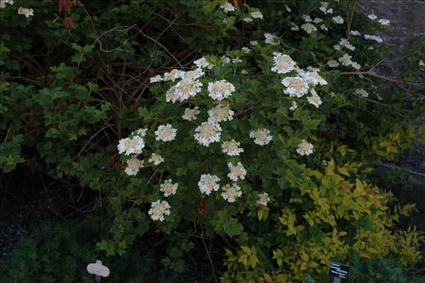 Viburnum opulus