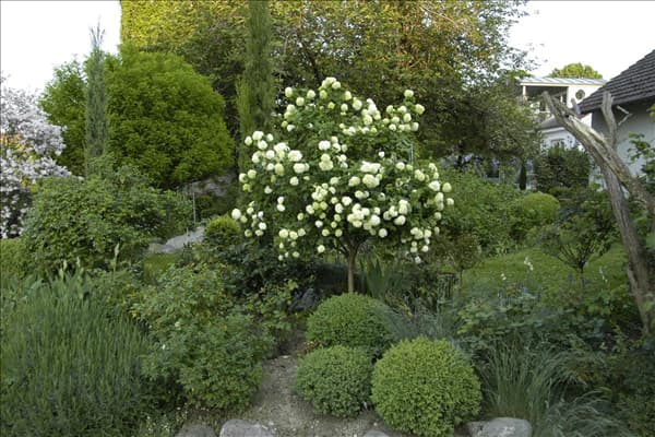 Viburnum opulus