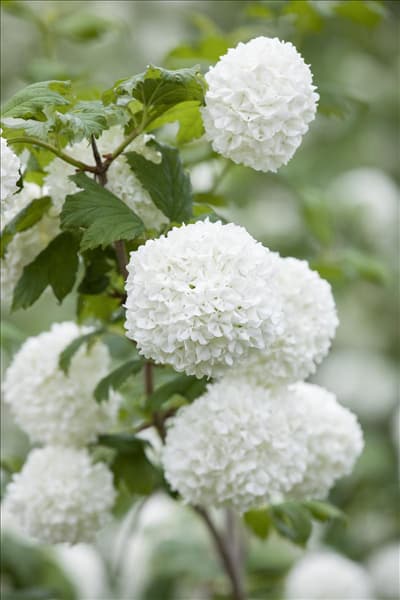 Viburnum opulus 'Roseum'