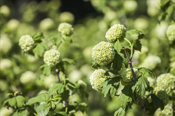 Viburnum opulus 'Roseum'