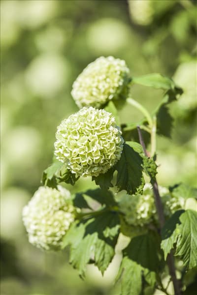 Viburnum opulus 'Roseum'
