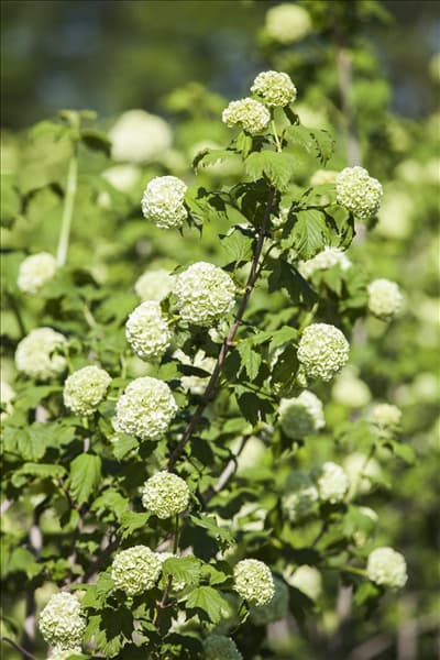 Viburnum opulus 'Roseum'