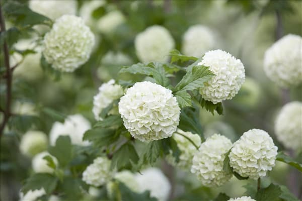 Viburnum opulus 'Roseum'