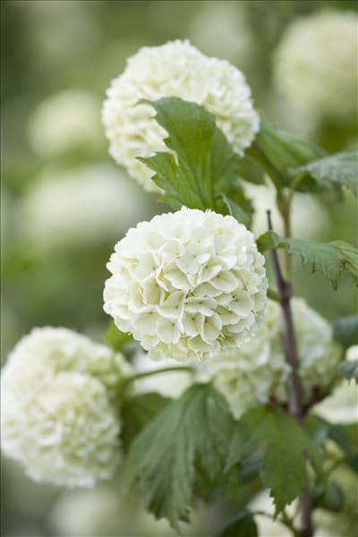 Viburnum opulus 'Roseum'