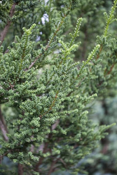 Taxus baccata 'Amersfoort'