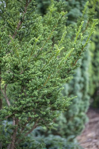 Taxus baccata 'Amersfoort'